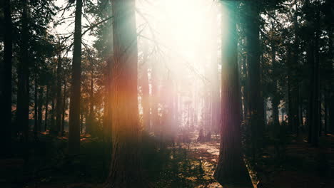 Sunset-in-the-Sequoia-Forest